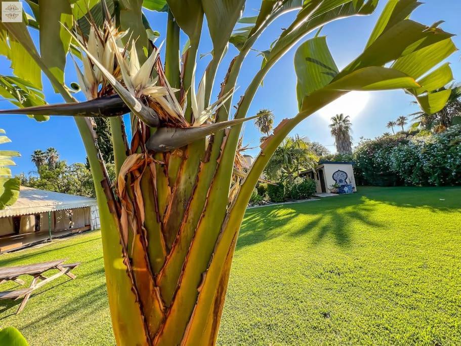 Finca Tierra Sana Estepona Ngoại thất bức ảnh