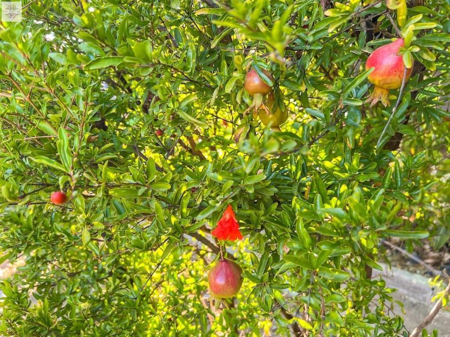 Finca Tierra Sana Estepona Ngoại thất bức ảnh